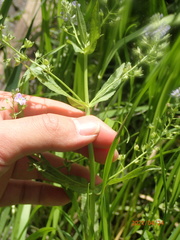 Veronica anagallis-aquatica