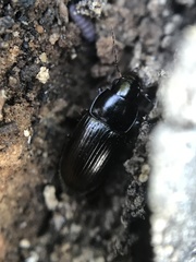 Notiobia maculicornis