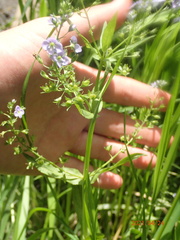 Veronica anagallis-aquatica