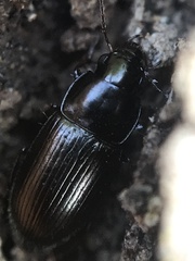 Notiobia maculicornis