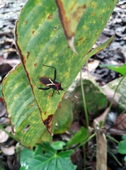 Leptoscelis tricolor