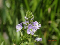 Veronica anagallis-aquatica