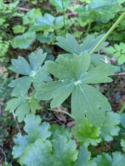 Delphinium nudicaule