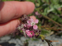 Silene gallica gallica