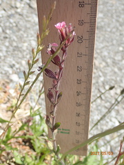Silene gallica gallica