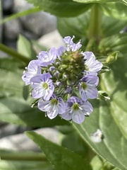 Veronica anagallis-aquatica