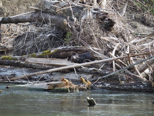North American River Otter photographed in Oregon