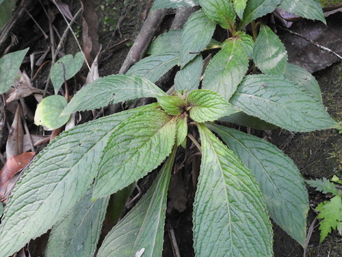 Rhynchotechum discolor iNat (1)
