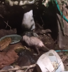 Didelphis virginiana