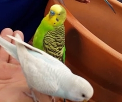 Melopsittacus