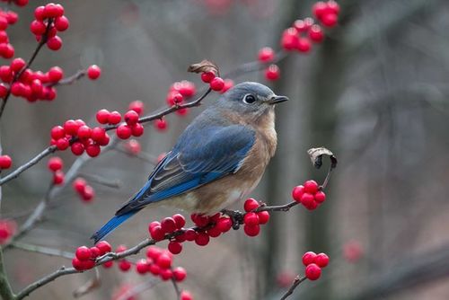 Eastern Bluebird photographed in Ohio