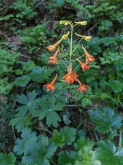 Delphinium nudicaule