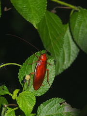 Periplaneta ceylonica