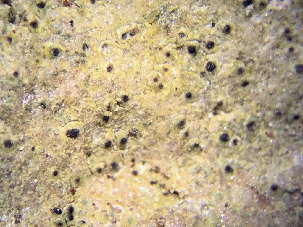 Protothelenellaceae