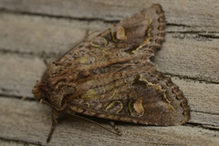 Ichneutica insignis