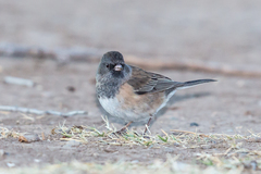 Junco hyemalis mearnsi