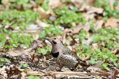 Colaptes auratus luteus