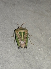 Edessa collaris-group