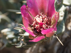 Macrotera