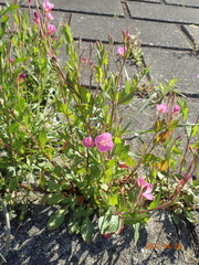 Oenothera rosea