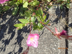 Oenothera rosea