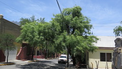 Magnoliopsida