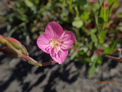 Oenothera rosea