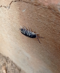 Porcellio ornatus