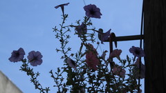 Petunia