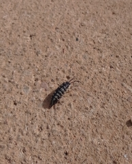 Porcellio ornatus