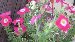 Petunia
