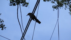 Quiscalus mexicanus