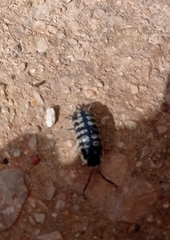 Porcellio ornatus