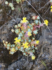 Sedum spathulifolium