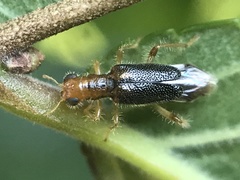 Phyllobaenus verticalis
