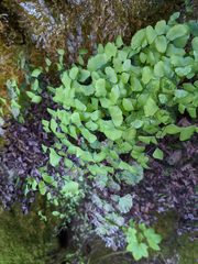 Adiantum shastense image