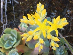 Sedum spathulifolium