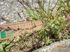 Silene gallica gallica