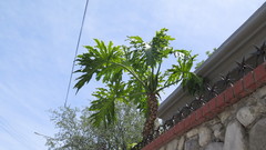 Angiospermae