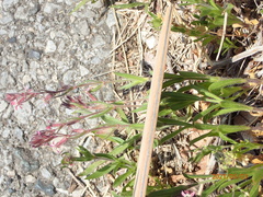 Silene gallica gallica