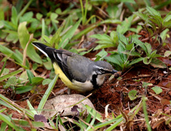 Motacilla flaviventris