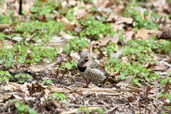 Colaptes auratus luteus