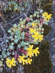 Sedum spathulifolium