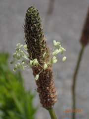Plantago lanceolata