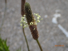 Plantago lanceolata