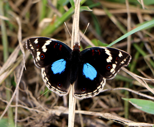 Blue-spot Pansy
