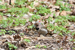 Colaptes auratus luteus