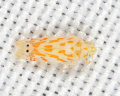 Eratoneura restricta