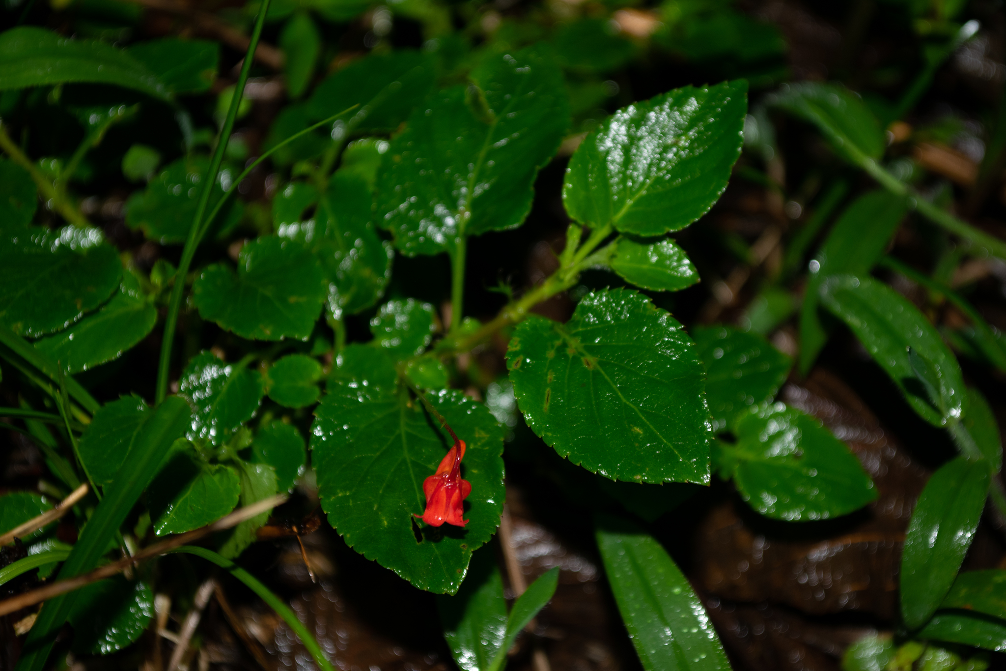 Viola arguta image