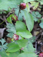 Contarinia cerasiserotinae